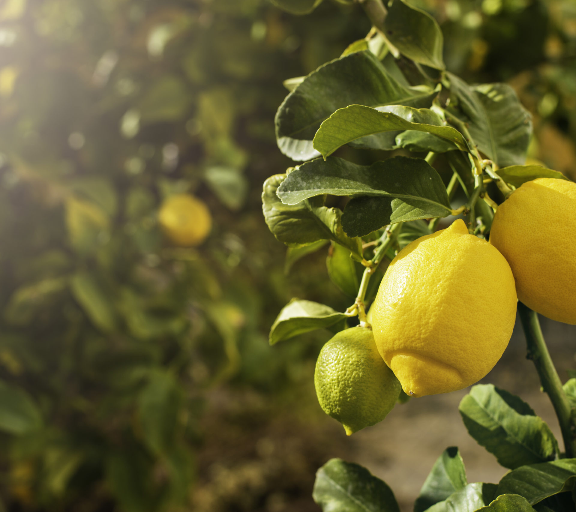 Bunch of fresh ripe lemons on a lemon tree branch in sunny garden.