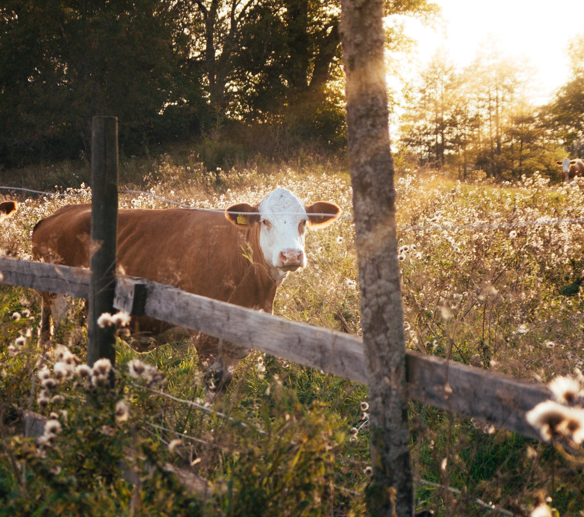 christian-widell-vrT3Z9UKFEg-unsplash