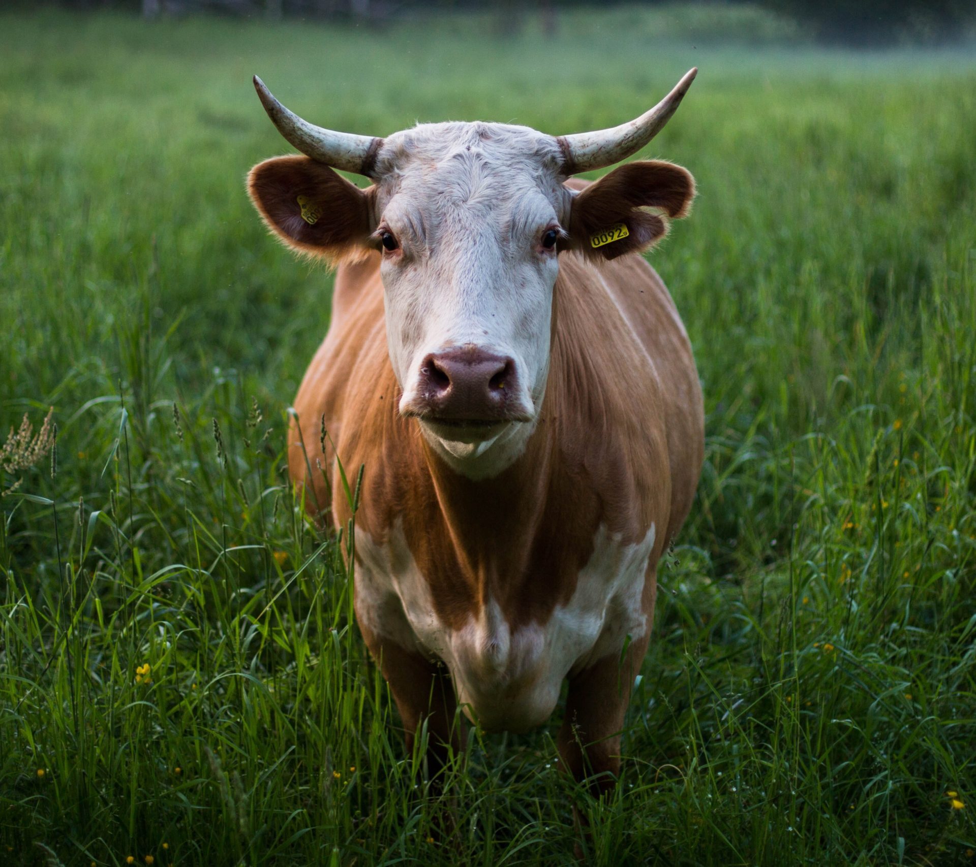 skull-kat-M7fi58_dF5k-unsplash