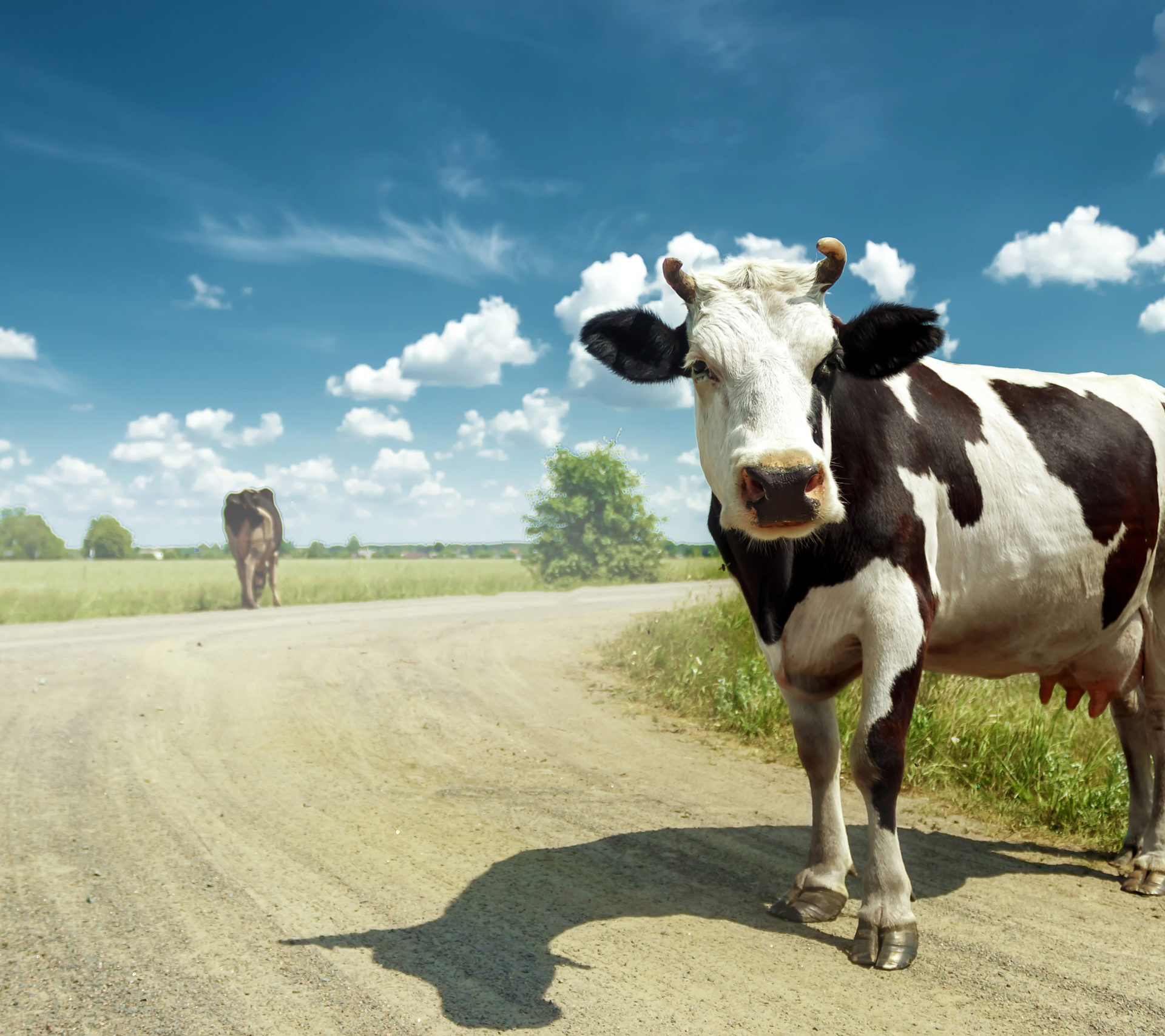 Spotted cow grazing on a beautiful green meadow against a blue sky. Livestock, farming.