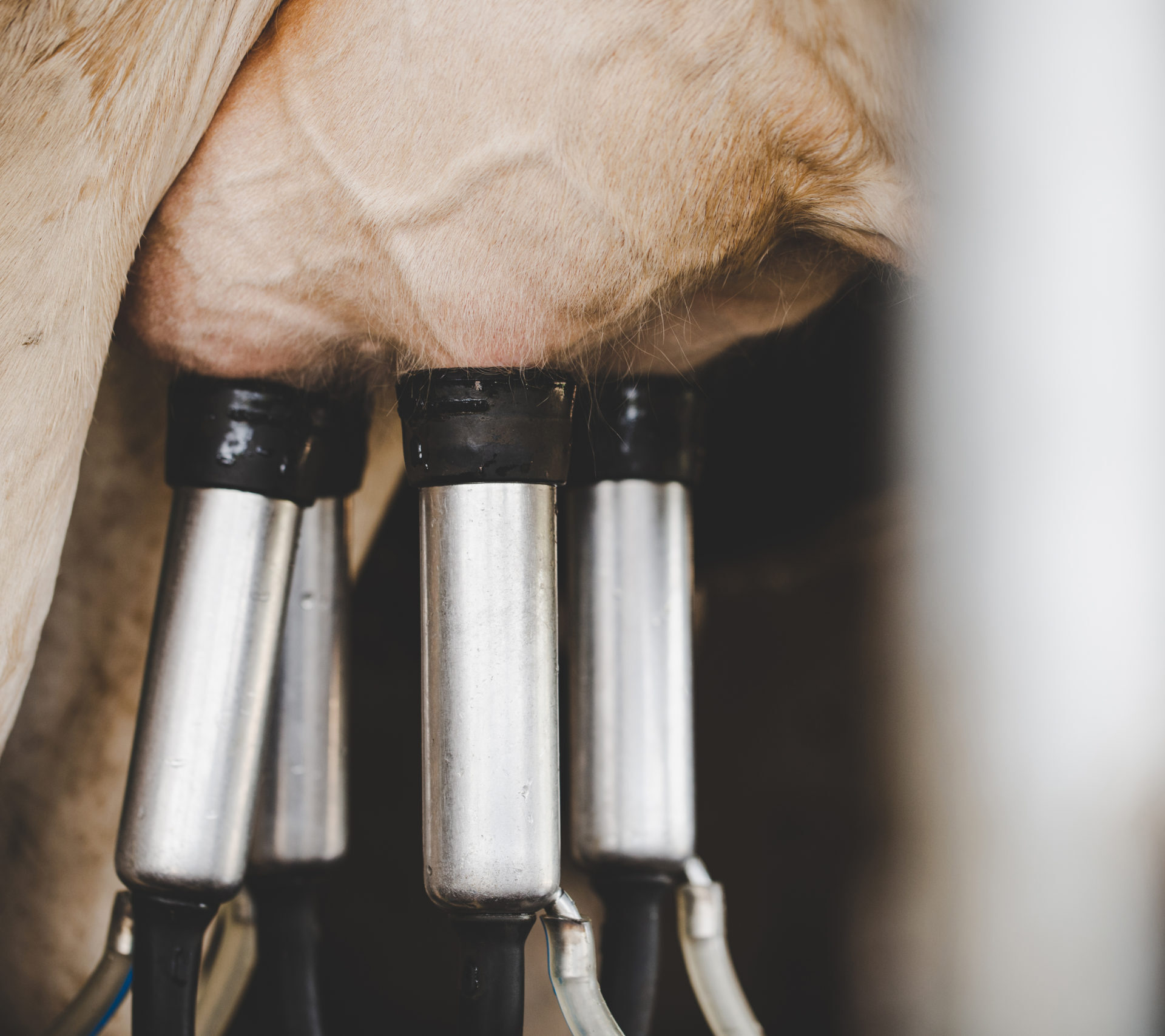 Cow milking facility and mechanized milking equipment